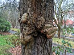 Slivoň obecná (Prunus insititia L.) (88a) s nádory na kmeni