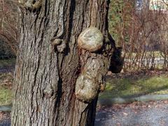 Slivoň obecná (Prunus insititia L.) (88b) s nádory na kmeni