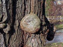 Slivoň obecná (Prunus insititia L.) (88c) s nádory na kmeni