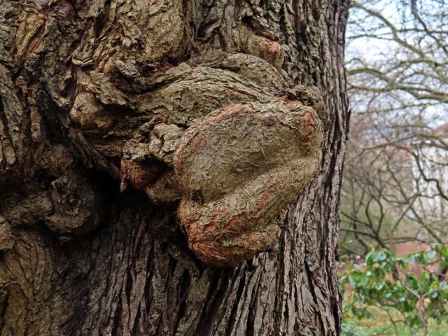 Slivoň obecná (Prunus insititia L.) (84d) s nádory na kmeni