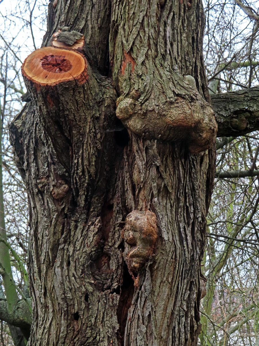 Slivoň obecná (Prunus insititia L.) (88e) s nádory na kmeni