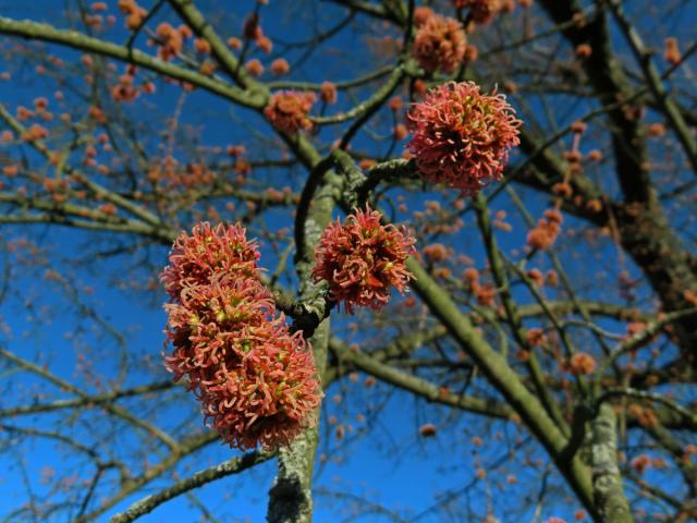 Javor stříbrný (Acer saccharinum L.)