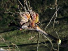 Hálky roztoče hálčivce lískového (Phytoptus avellanae); líska turecká