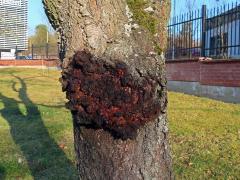 Sakura ozdobná (Prunus serrulata Lindl) (91) s nádorem na kmeni