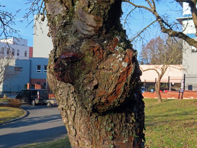 Sakura ozdobná (Prunus serrulata Lindl) (92) s nádorem na kmeni