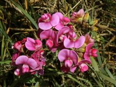 Hrachor širolistý (Lathyrus latifolius L.)