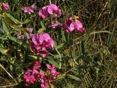 Hrachor širolistý (Lathyrus latifolius L.)