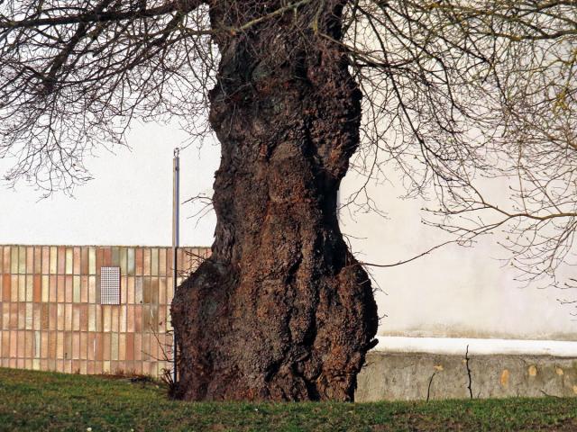 Lípa velkolistá (Tilia platyphyllos Scop.) (81a) s nádory na kmeni