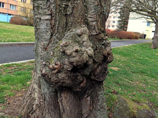 Sakura ozdobná (Prunus serrulata Lindl) (93a) s nádorem na kmeni