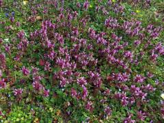 Hluchavka nachová (Lamium purpureum L.)
