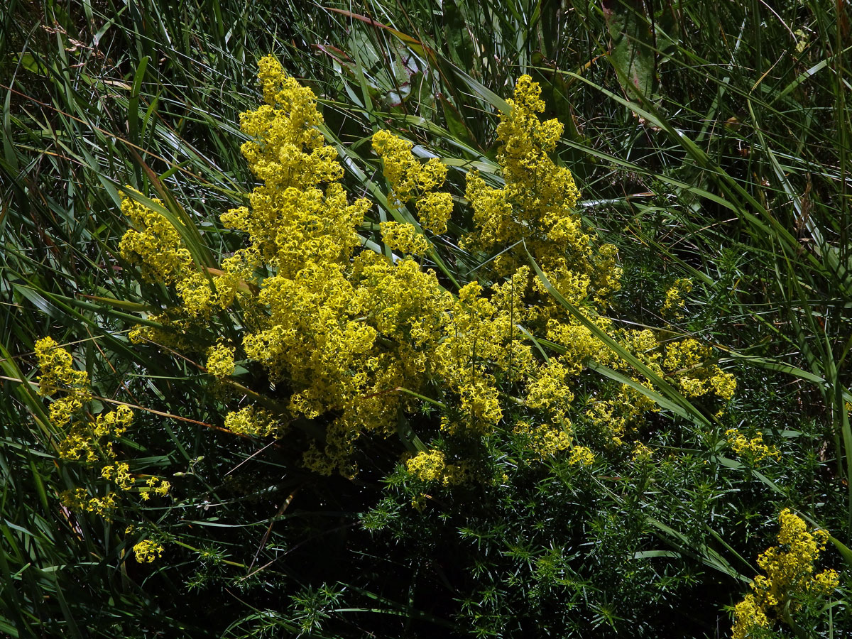 Svízel syřišťový (Galium verum L. s. str.)
