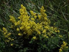 Svízel syřišťový (Galium verum L. s. str.)