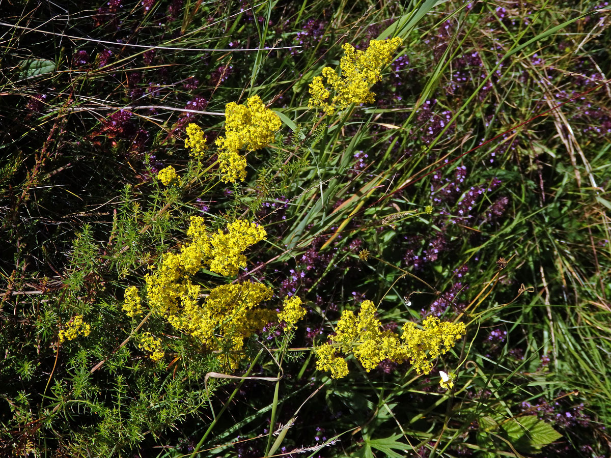Svízel syřišťový (Galium verum L. s. str.)