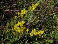Svízel syřišťový (Galium verum L. s. str.)