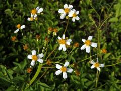 Fasciace dvouzubce chlupatého (Bidens pilosa L.)