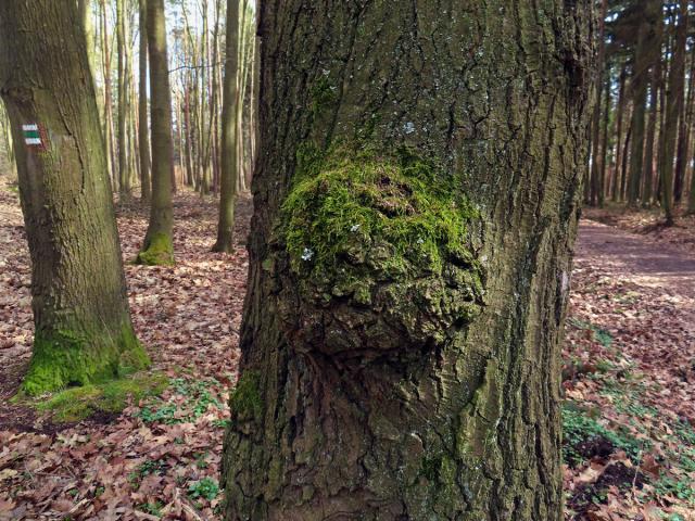 Nádor na dubu červeném (Quercus rubra  L.) (71)