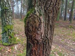 Nádor na dubu letním (Quercus robur L.) (72)