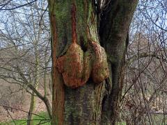Slivoň obecná (Prunus insititia L.) (94a) s nádory na kmeni