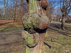 Lípa velkolistá (Tilia platyphyllos Scop.) (21i) s nádory na kmeni