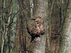 Tumor na olši lepkavé (Alnus glutinosa (L.) Gaertn.) (26c)