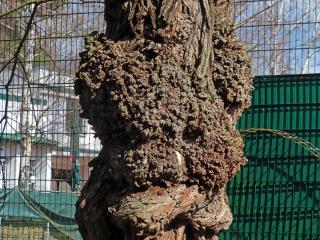 Tumor na akátu (Robinia pseudoacacia L.) (16c)