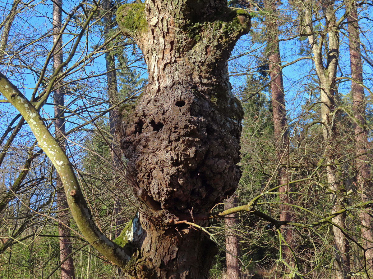 Javor klen (Acer pseudoplatanus L.) s nádorem na kmeni (96b)