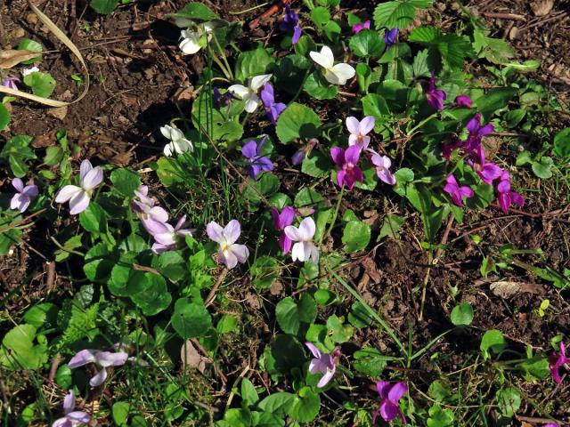 Violka vonná (Viola odorata L.) s různě zbarvenými květy