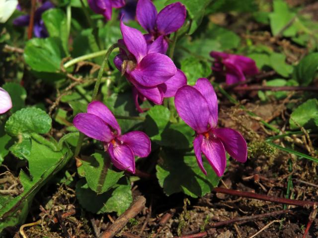 Violka vonná (Viola odorata L.) s růžovými květy