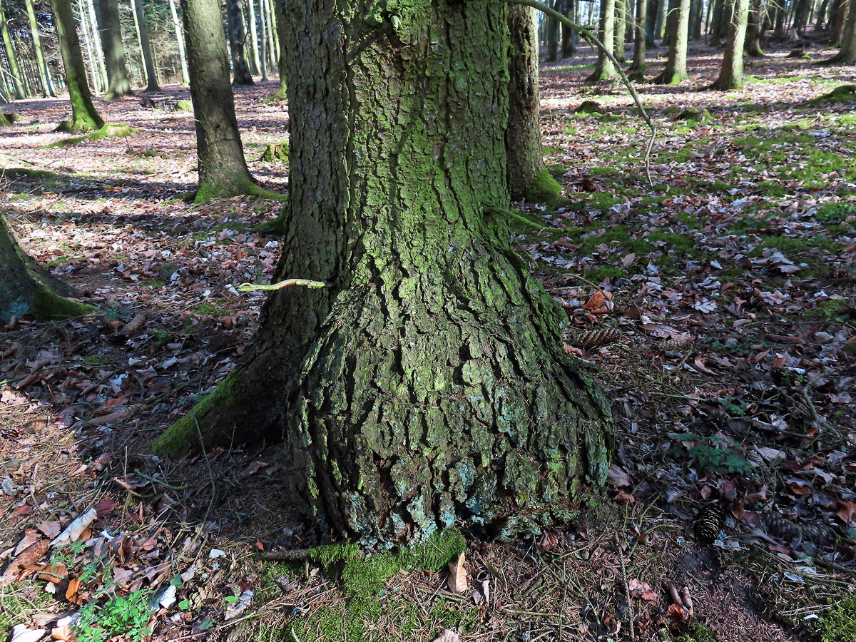 Smrk ztepilý (Picea abies (L.) Karsten) (51) s nádorem na kmeni