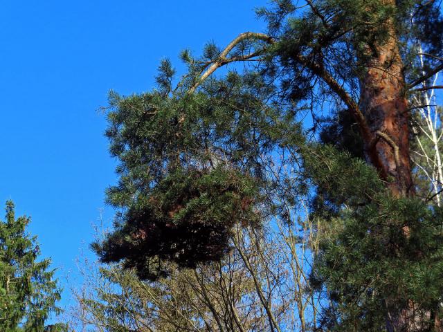 Čarověník na borovici lesní (Pinus sylvestris L.) (32a)