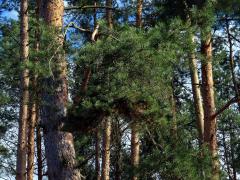 Čarověník na borovici lesní (Pinus sylvestris L.) (32c)
