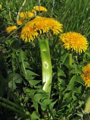 Smetánka lékařská (Taraxacum officinale L.) - fasciace stonku (47c)