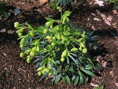 Čemeřice smrdutá (Helleborus foetidus L.)