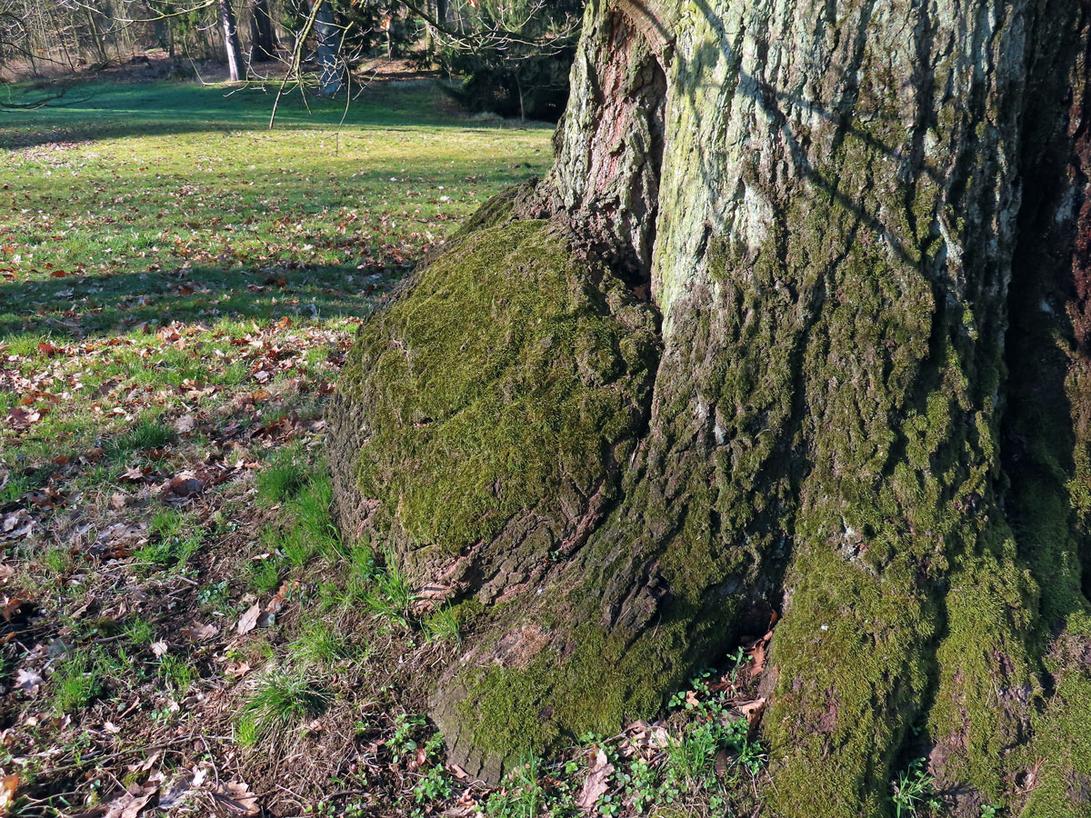 Nádor na dubu letním (Quercus robur L.) (74c)