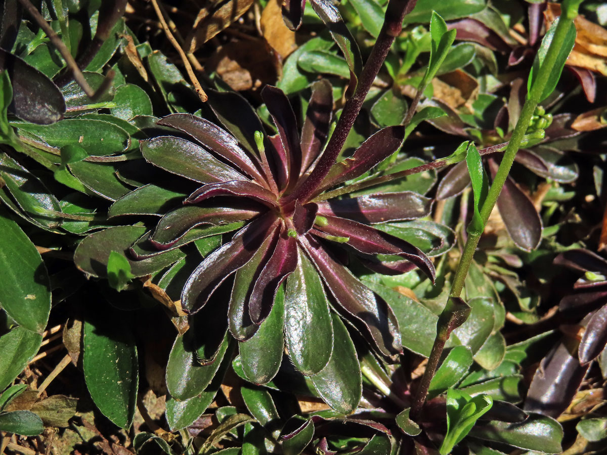 Huseník výběžkatý (Arabis procurrens Waldst. & Kit.)