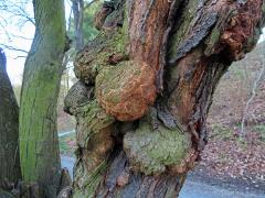 Slivoň obecná (Prunus insititia L.) (53d) s nádorem na kmeni