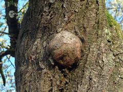 Slivoň obecná (Prunus insititia L.) (73d) s nádorem na kmeni