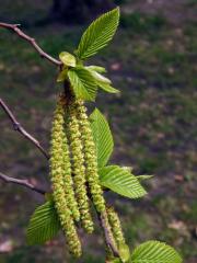 Habrovec habrolistý (Ostrya carpinifolia Scop.)
