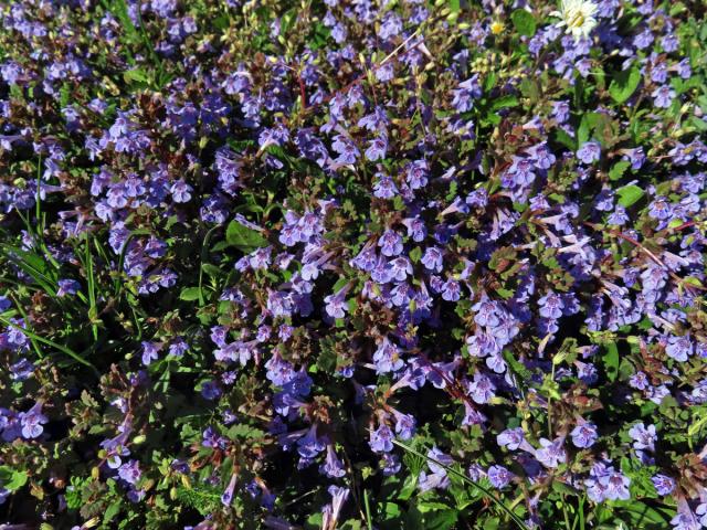 Popenec obecný (Glechoma hederacea L.)
