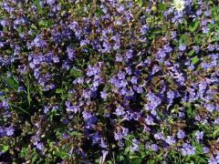 Popenec obecný (Glechoma hederacea L.)