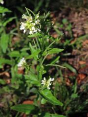Huseník převislý (Arabis turrita L.) 