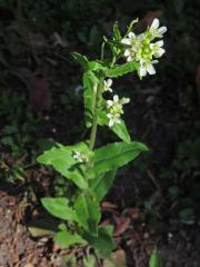 Huseník převislý (Arabis turrita L.)