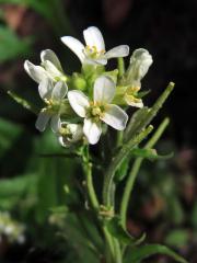 Huseník převislý (Arabis turrita L.)