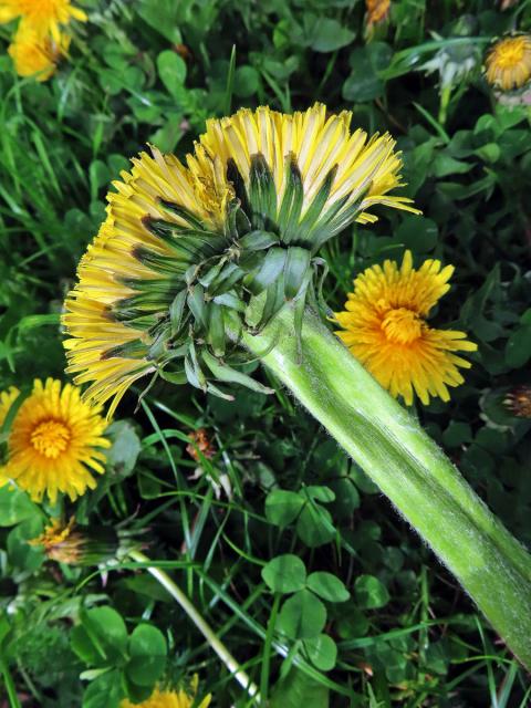 Smetánka lékařská (Taraxacum officinale L.) - fasciace stonku (50b)