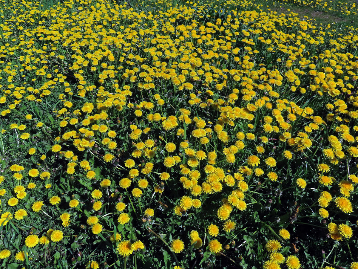 Smetánka lékařská (Taraxacum officinale L.)