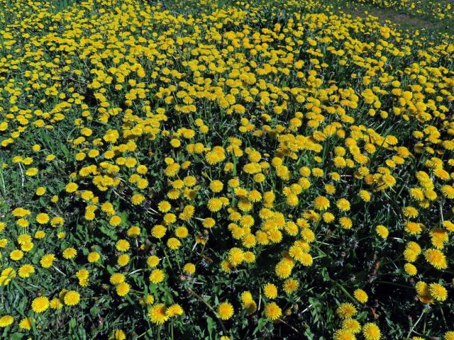 Smetánka lékařská (Taraxacum officinale L.)