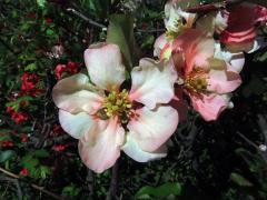 Kdoulovec japonský (Chaenomeles japonica (Thunb.) Lindl.), sedmičetný květ