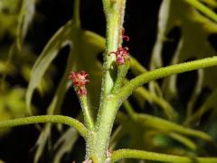 Dub šarlatový (Quercus coccinea Münchh.)