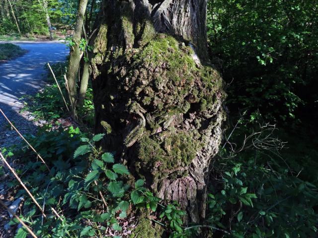 Tumor na akátu (Robinia pseudoacacia L.) (52a)