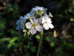 Pomněnka lesní (Myosotis sylvatica Hoffm.) s bílými květy (10)